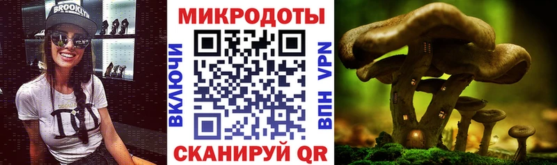 Галлюциногенные грибы Psilocybe  Купить где  Пласт 